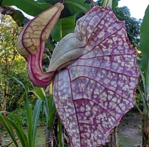 Discover the Benefits of Duck Flower Detox for Cleansing and Vitality