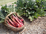 Rhubarb and Mullein Root - How They Help in Mucus Cleansing